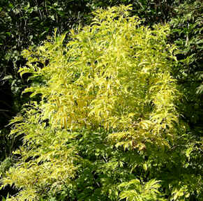 Name:  golden elder garden variety.jpg
Views: 1727
Size:  24.2 KB