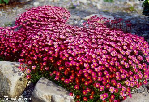 Name:  saxifraga20x20arendsii20kompakt20640.jpg
Views: 29712
Size:  50.3 KB