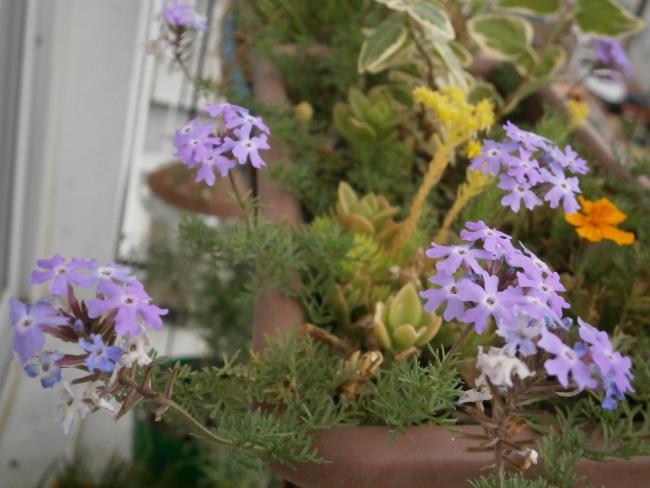 Name:  Verbena tenuisecta.jpg
Views: 1661
Size:  43.2 KB