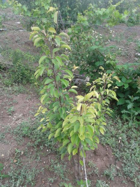 Name:  IMG-20170615-WA0013.jpg
Views: 608
Size:  75.0 KB