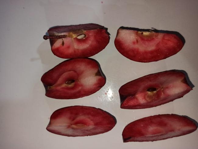 Name:  içi dışı kırmızı elma posof elması 1 (2).jpg
Views: 380
Size:  27.6 KB