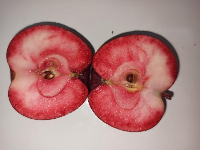 Name:  içi dışı kırmızı elma posof elması 2.jpg
Views: 398
Size:  32.4 KB