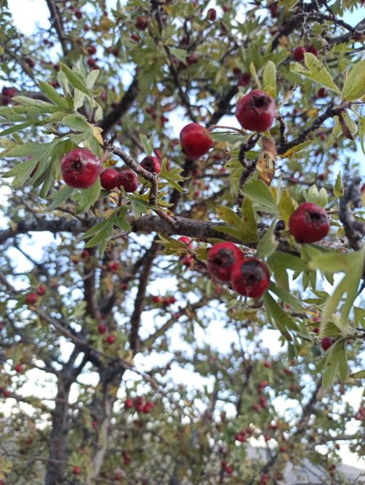 Name:  Koyu krmz Al aac (Crataegus).jpg
Views: 427
Size:  79.3 KB