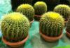 Cactusea's Avatar