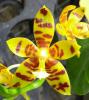 Orkidesevdası's Avatar