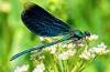 dragonfly's Avatar