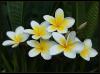 plumeria's Avatar