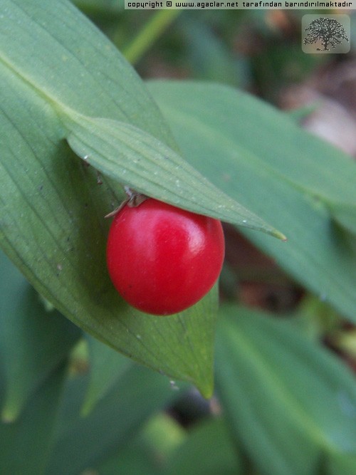 Tavan memesi (Herdem taze) / Ruscus aculeatus