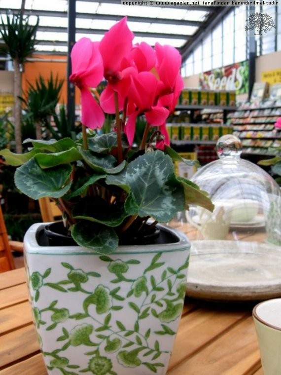 Tavsan Kulagi (cyclamen)