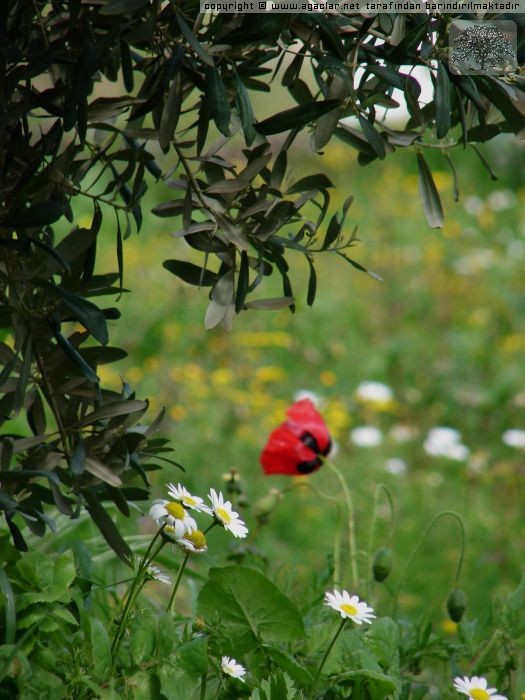 Zeytin, Gelincik, Papatya