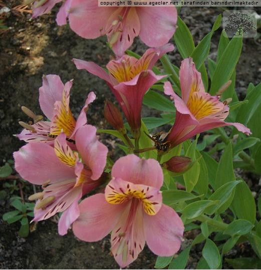 Alstromeria-peru Zamba