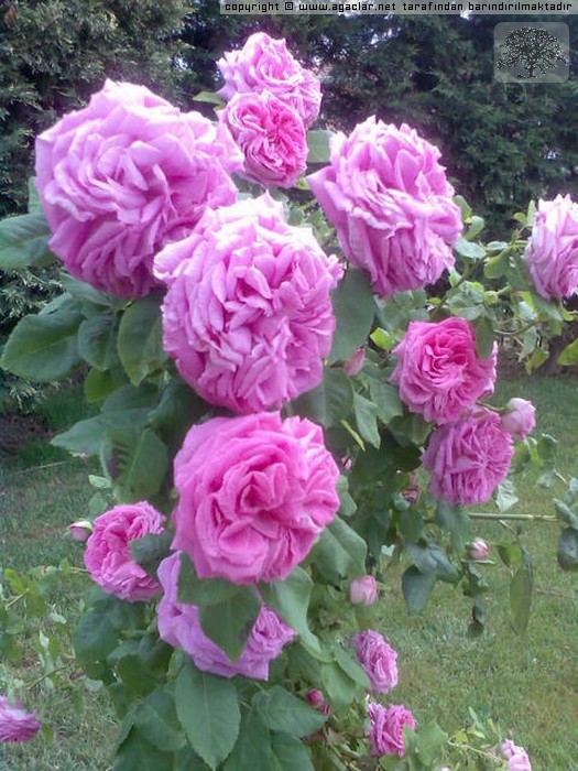 Isparta Gl (rosa  Damascena),