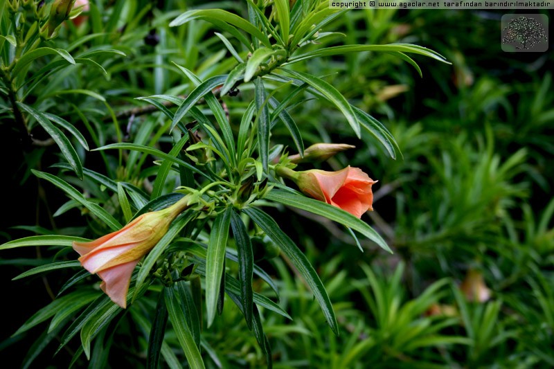 Thevetia Peruviana - Peru Zakkumu