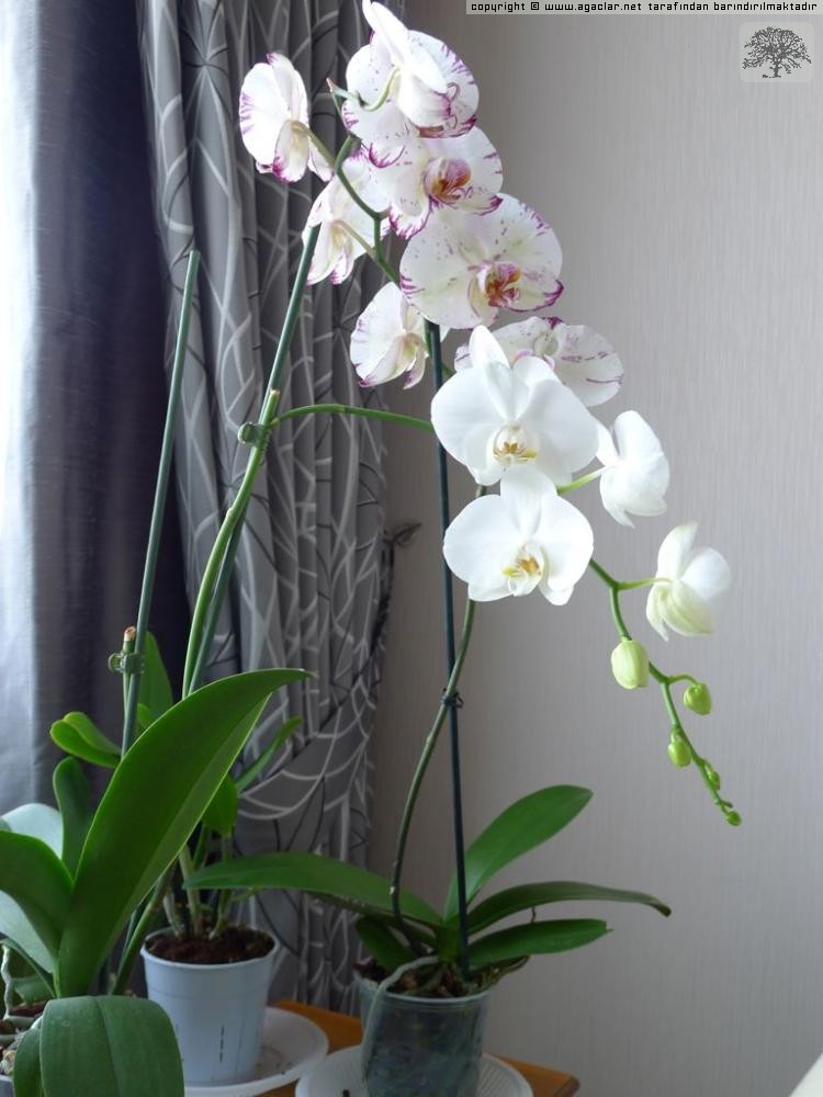 Sap Eilmi Phalaenopsis