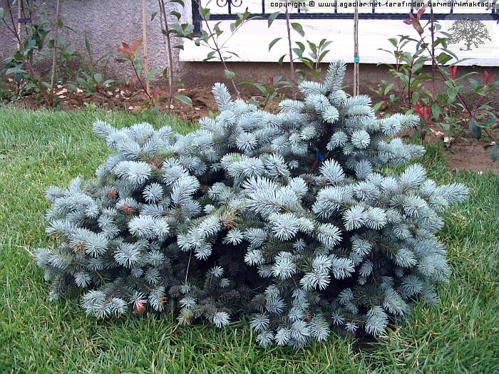 Bodur Mavi Ladin (Picea pungens glauca globosa- Nana)