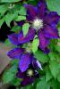 Yaban Asmas (clematis)