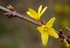 Altn an (forsythia)