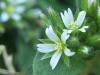 Cerastium Fontanum / Boynuzotu