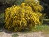 Acacia  Saligna