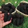 Brtlen (Rubus 'Black Butte')