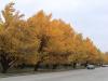 Gingko Biloba 2