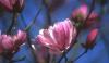 Magnolia stellata 'Chrysanthemiflora'