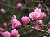 Magnolia sprengeri 'Copeland Court'