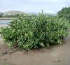 Buddha's Hand 2 (Citrus medica var. sarcodactylus)-Buda'nn Eli