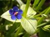 Anagallis foemina, Mavi Farekula