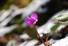 siklamen (cyclamen coum)