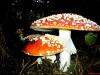 Gelin Mantar ( Amanita muscaria )