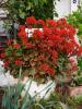 Kalanchoe