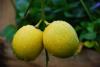 İkiz limonlar