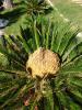 Cycas