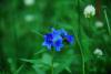 Mavi Kır çiçeği