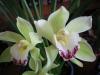 Cymbidium