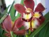 Cymbidium