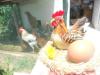Tavuklarımızın Iılk Yumurtası
