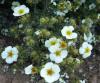 Potentilla Fruticosa