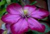 Yaban Asmas (clematis)