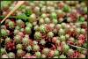 Sedum