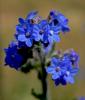 Sr Dili (Anchusa officinalis)