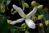 Clematis Armandii / Yaban Asmas