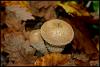 Lycoperdon Perlatum