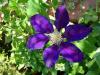 Yaban Asmas (Clematis sp.)