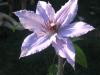 Clematis