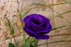 Lisianthus