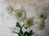 Lisianthus