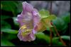 an Sarma (Campanula Cobaea)