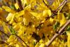 Altn an (Forsythia)